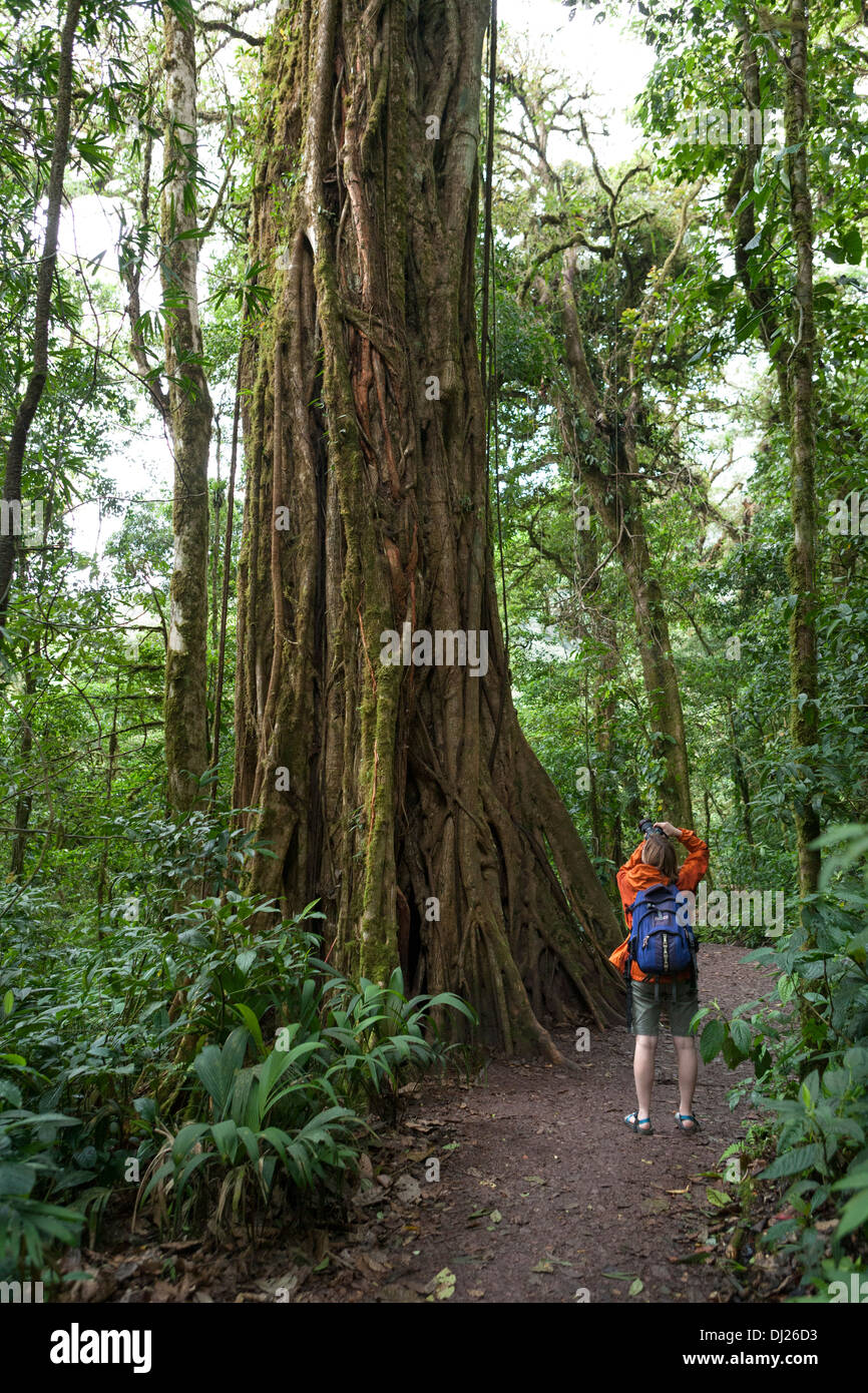 A woman walking through The Monteverde Cloud Forest Reserve in Costa Rica. Stock Photo