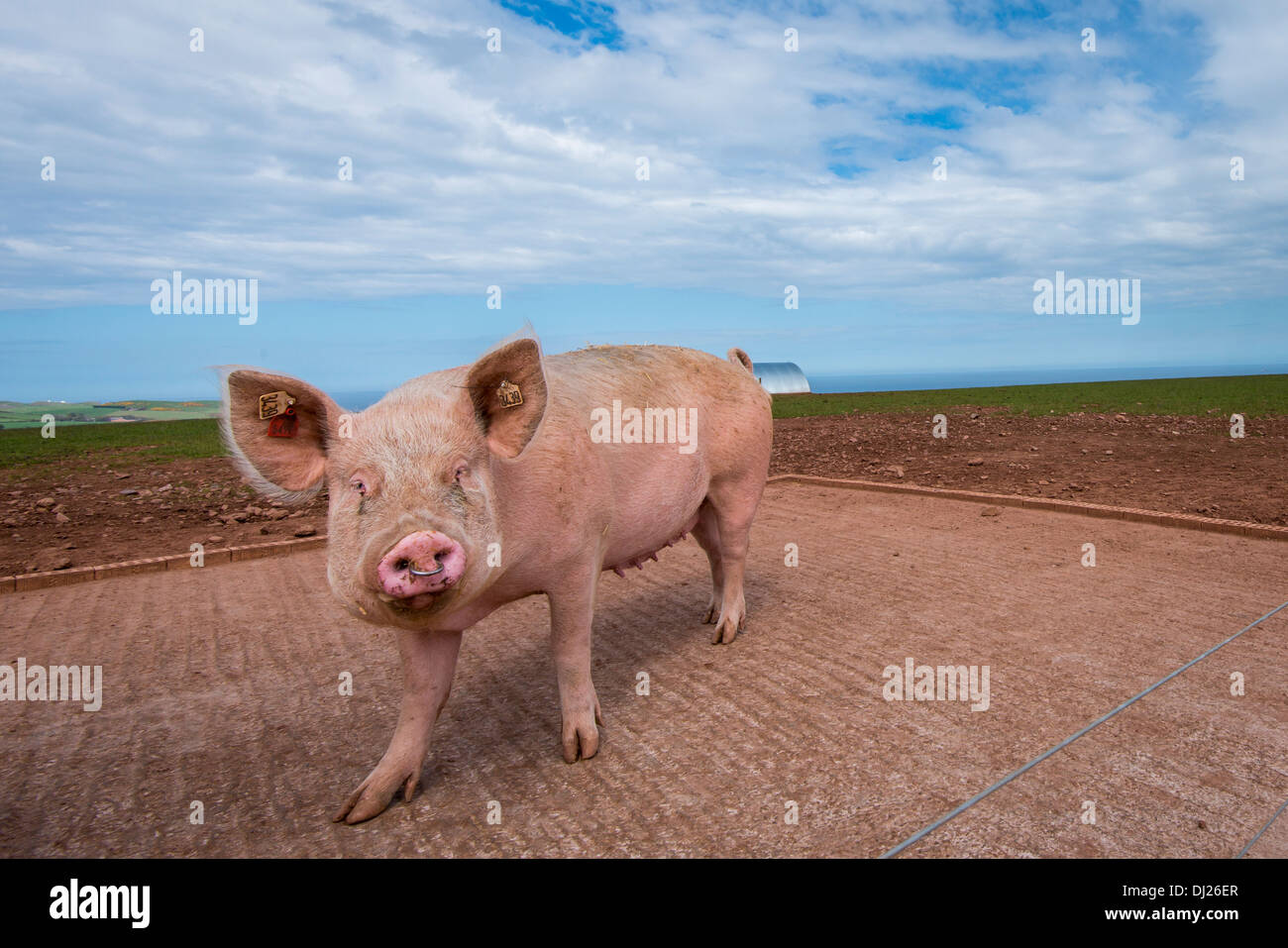 Pig with nose ring Stock Photo