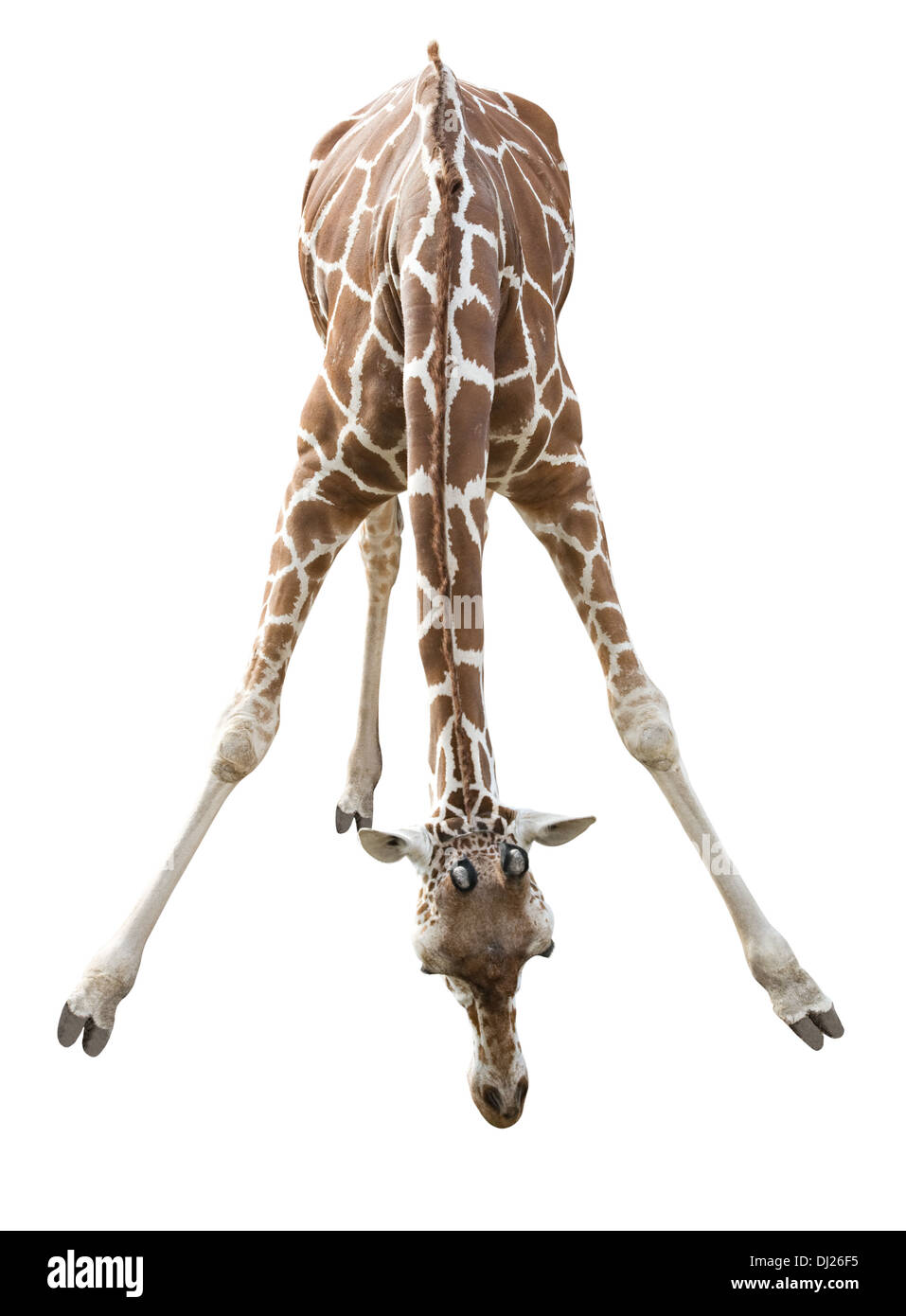 Photo of a giraffe isolated over white Stock Photo