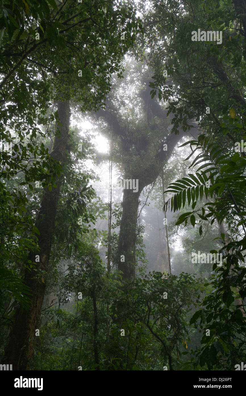 Monteverde Cloud Forest Reserve in Costa Rica. Stock Photo