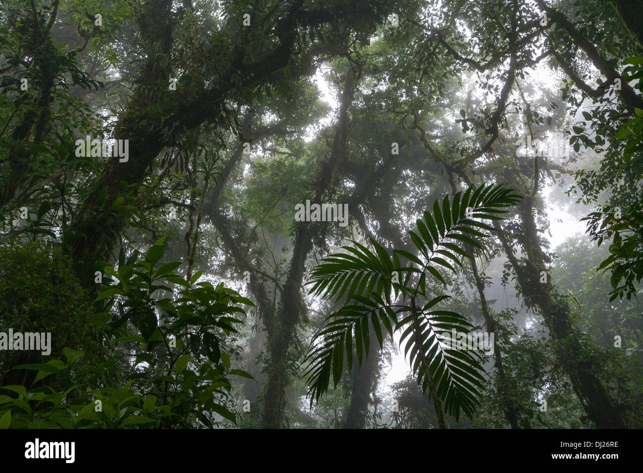 Monteverde Cloud Forest Reserve in Costa Rica. Stock Photo