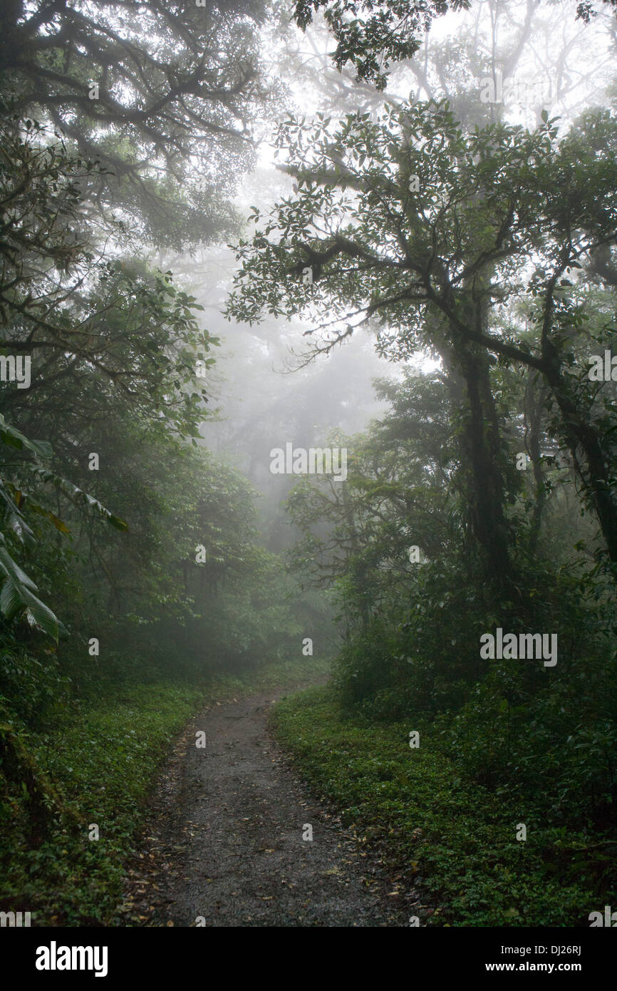 Monteverde Cloud Forest Reserve in Costa Rica. Stock Photo