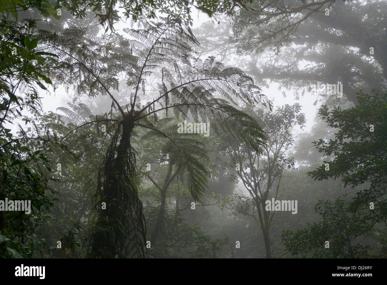 Monteverde Cloud Forest Reserve in Costa Rica. Stock Photo