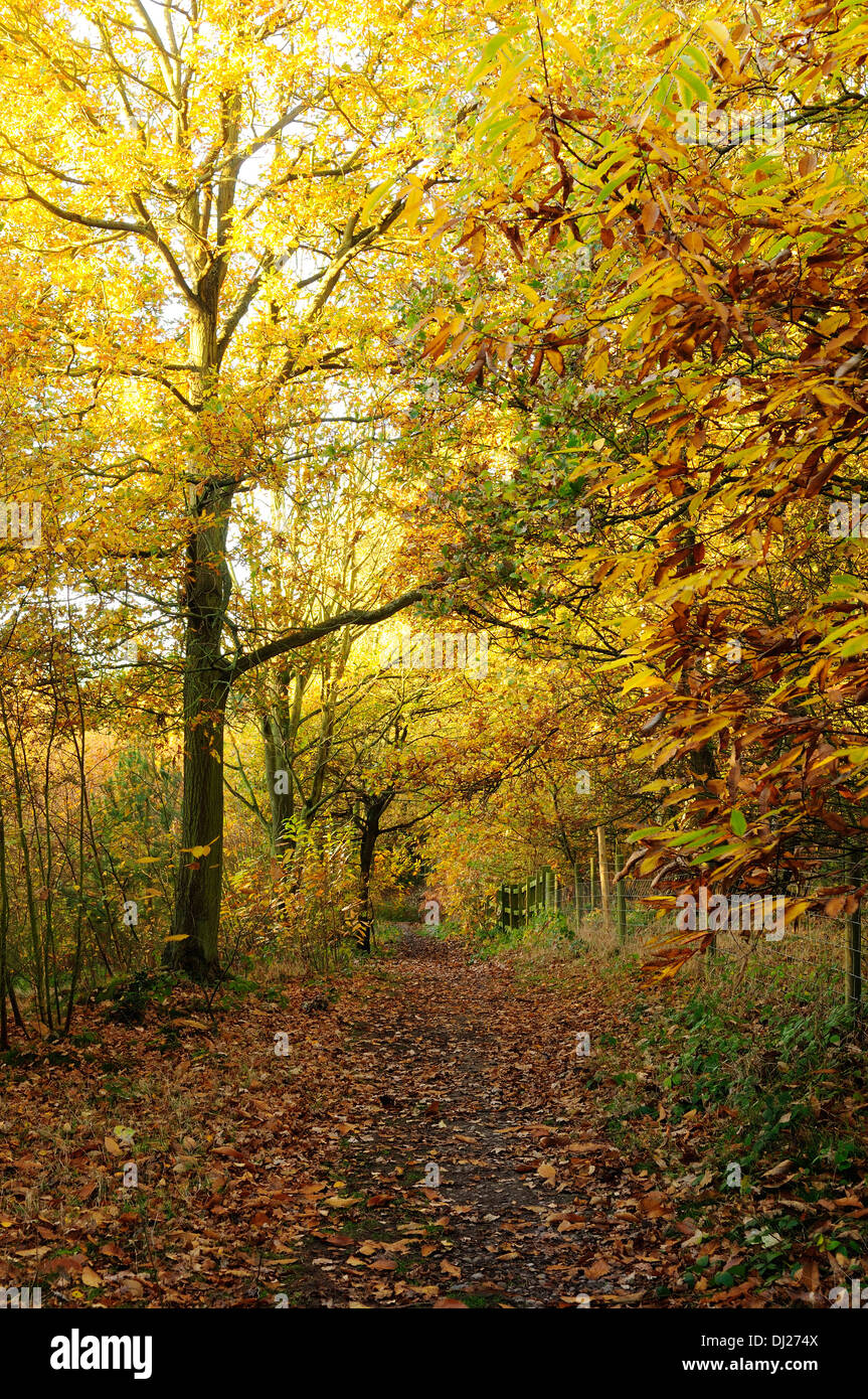 Autumnal Woodland Nottinghamshire,UK Stock Photo Alamy