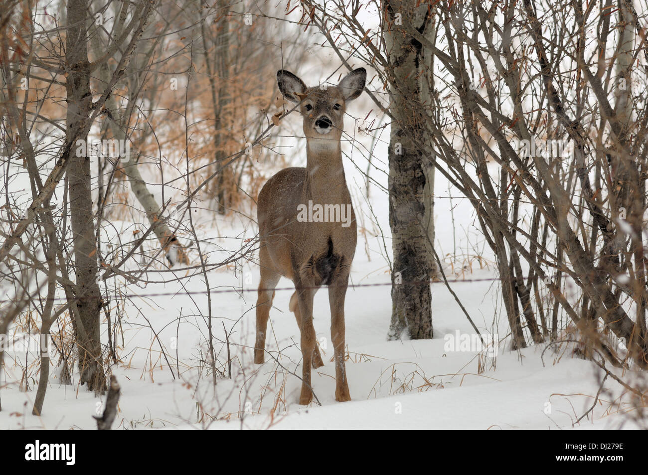 A young female White-Tailed deer (Odocoileus virginianus) standing in ...