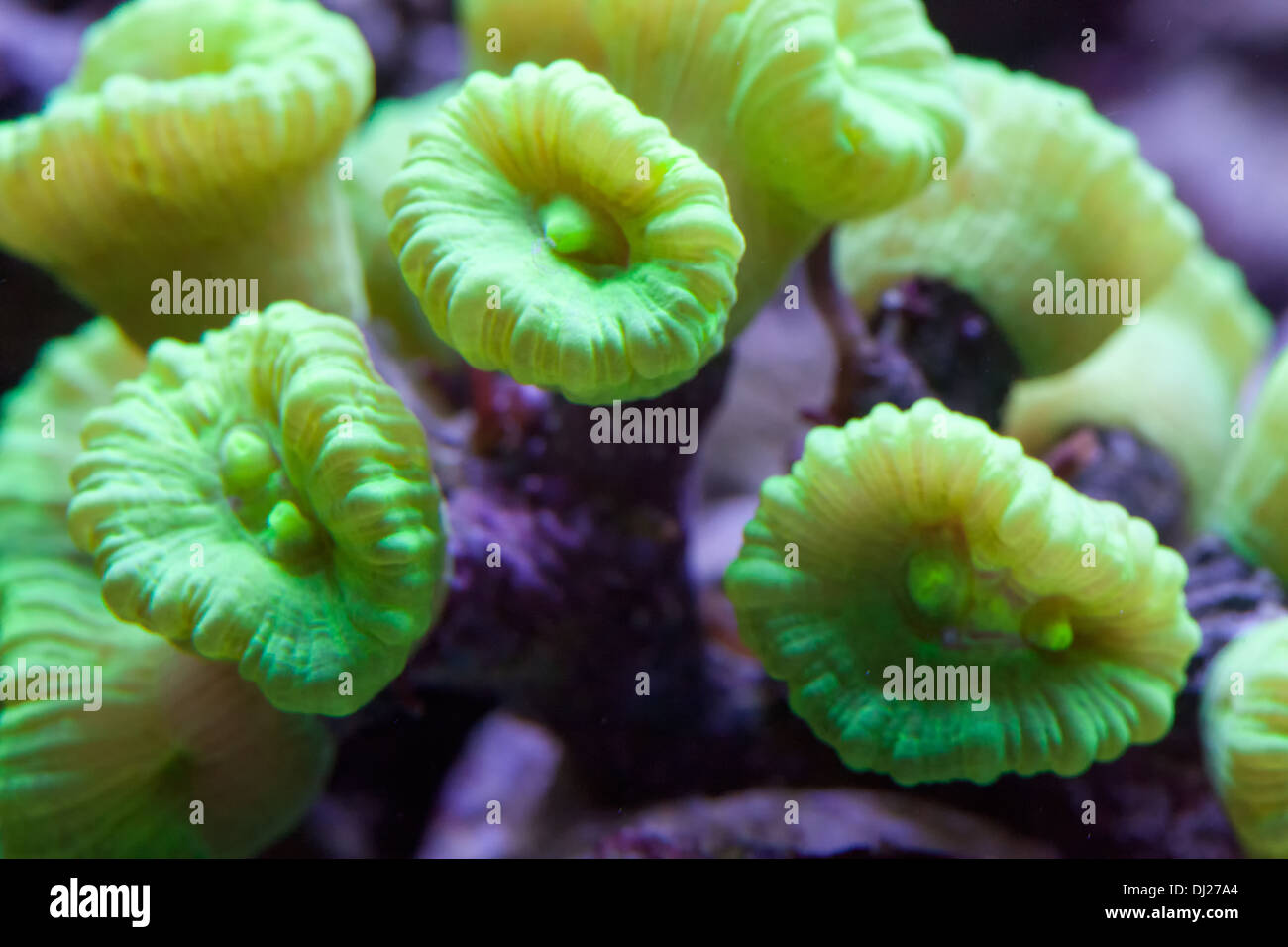 Candy cane coral Stock Photo