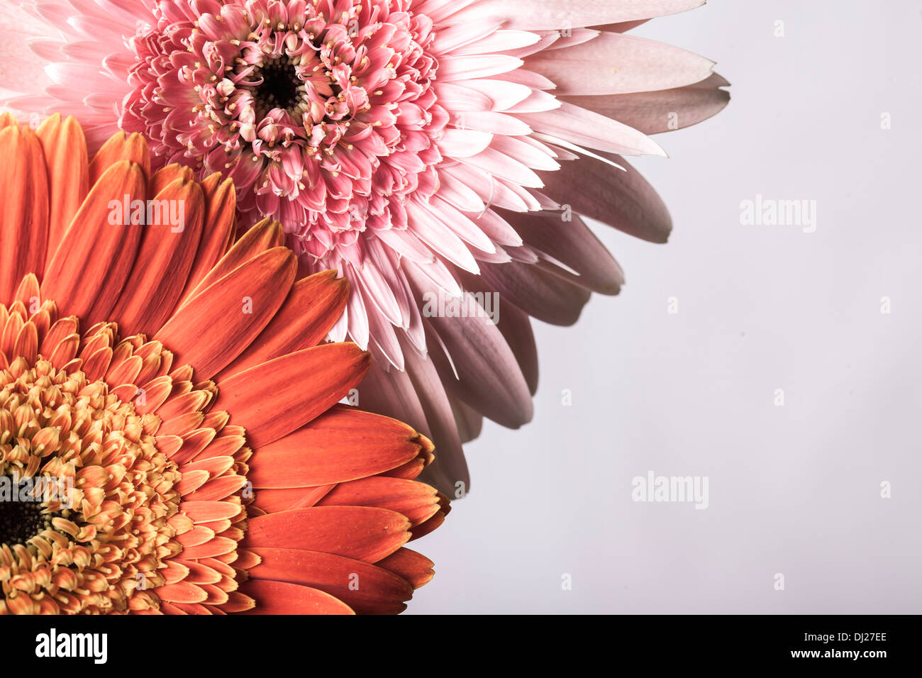 Beautiful pink and orange gerber daisies on white background Stock Photo