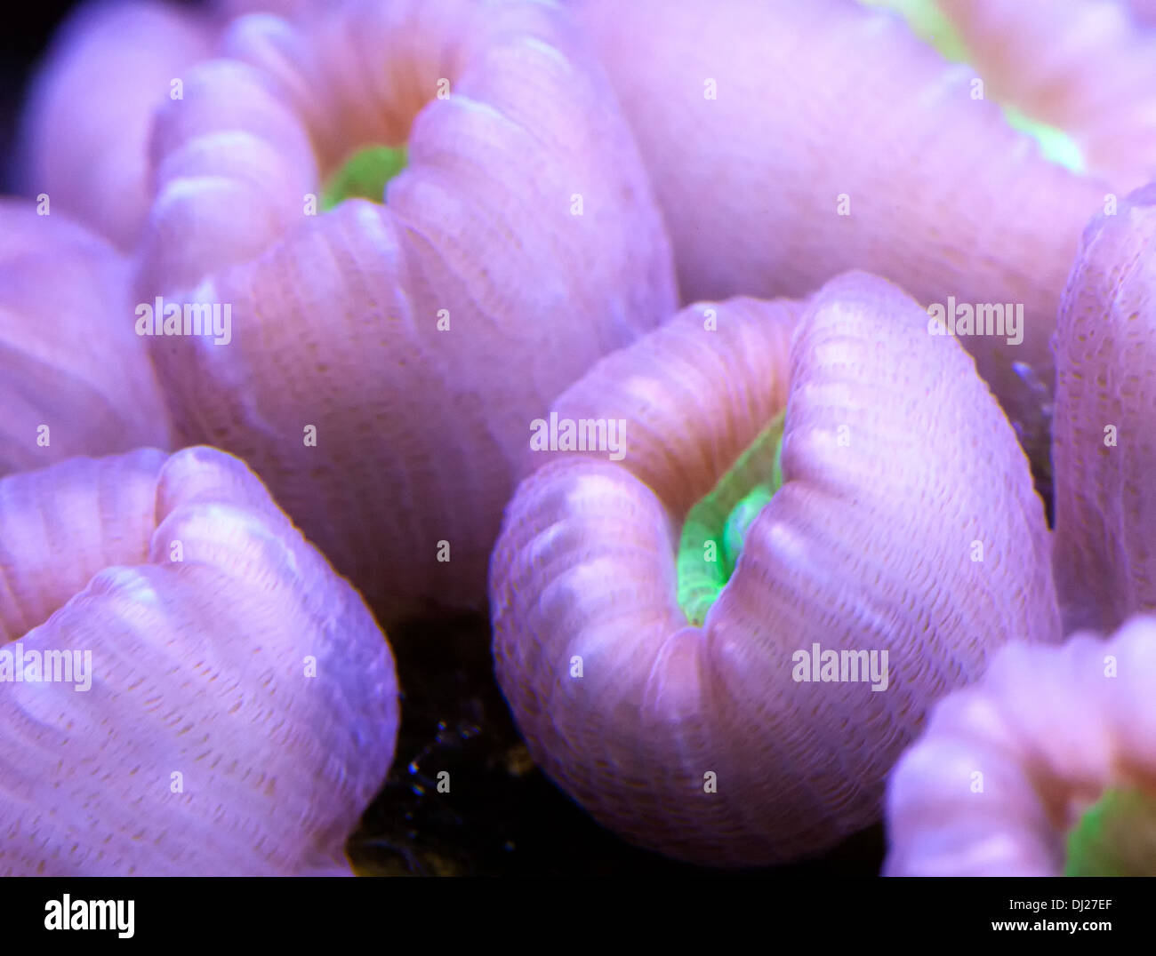 Candy Cane coral Stock Photo