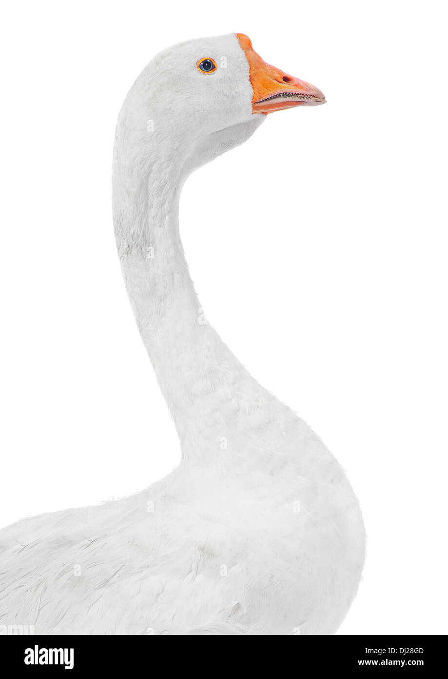 White goose farm bird isolated on white Stock Photo