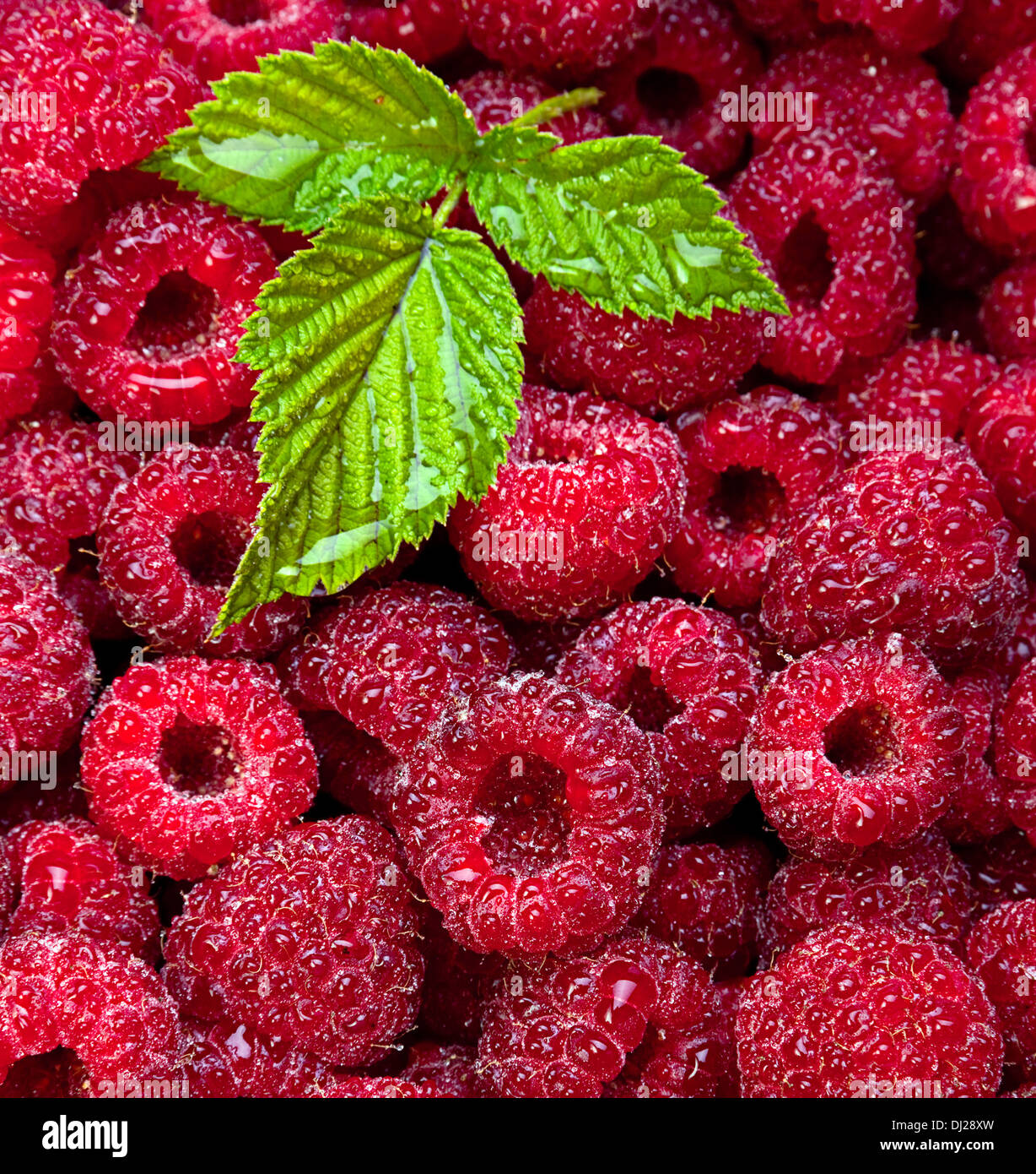 Raspberry fruit with leaf background Stock Photo