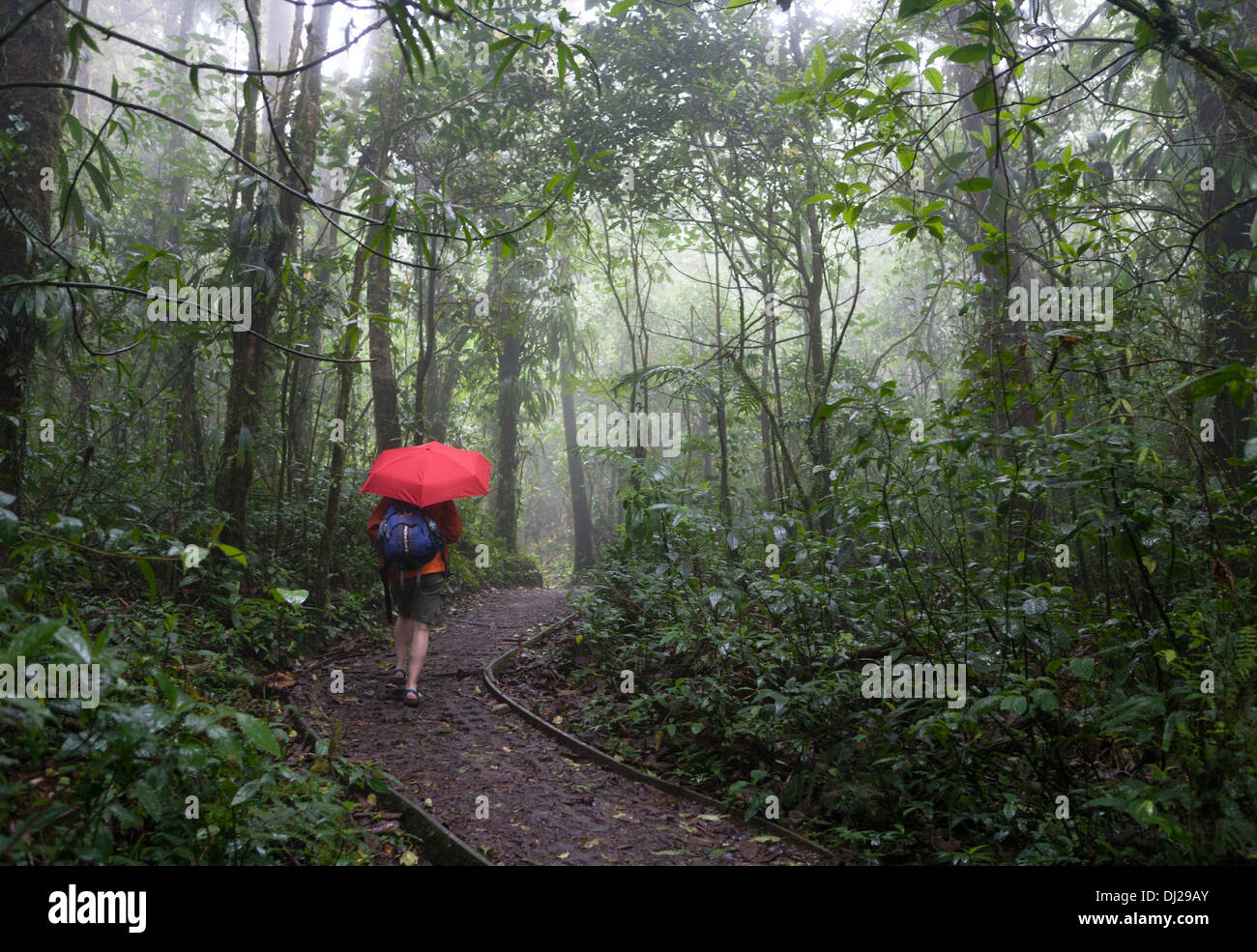 A woman walking through The Monteverde Cloud Forest Reserve in Costa Rica. Stock Photo