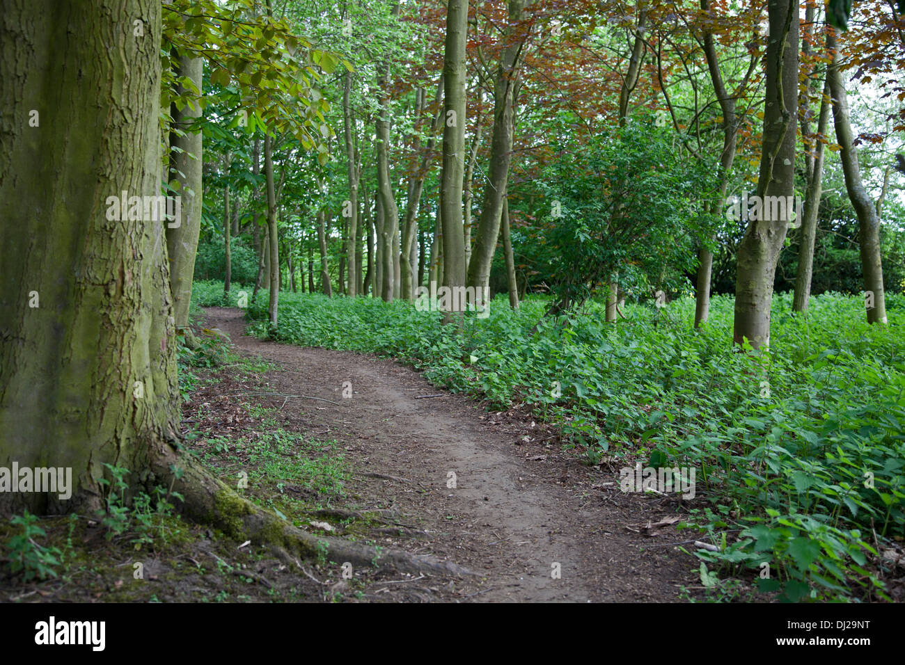 Disappearing path hi-res stock photography and images - Alamy