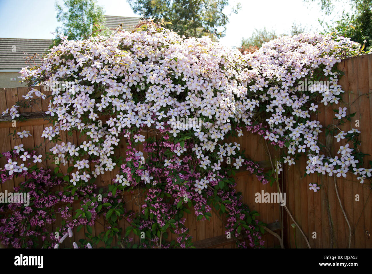 Clematis Montana growing over a fence in an English garden Stock Photo