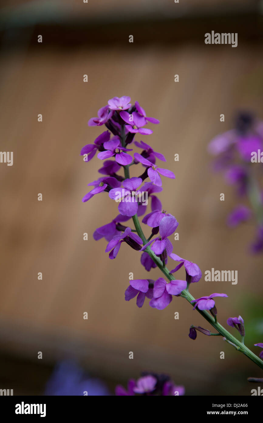 Erysimum flowering in an English garden Stock Photo
