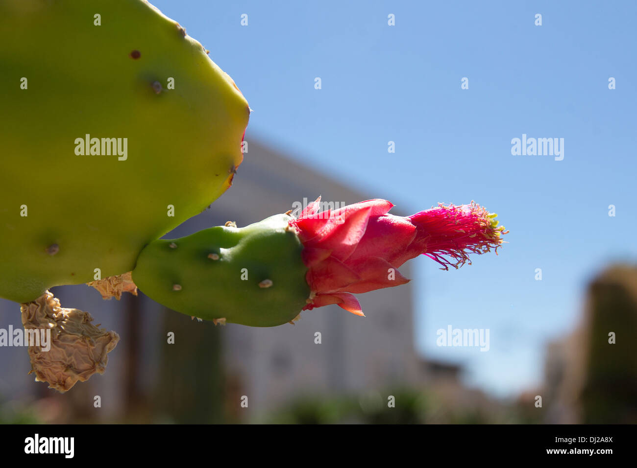 Opuntia cactus and its fruits, figs, gardens in Valencia Stock Photo