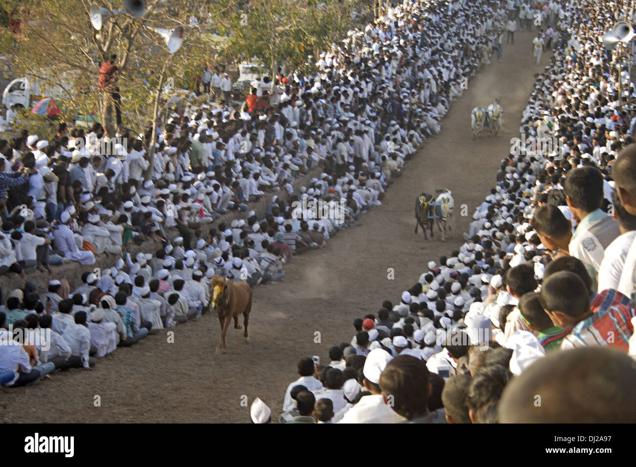 Bullock carts race, Pabal, Pune, Maharashtra, India Stock Photo