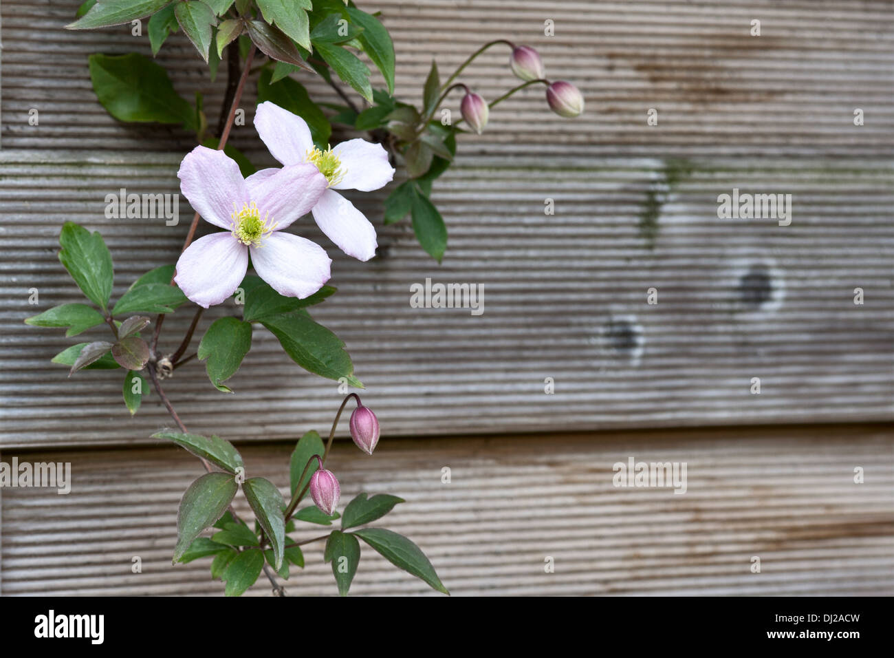Clematis montana growing against a garden fence, UK Stock Photo