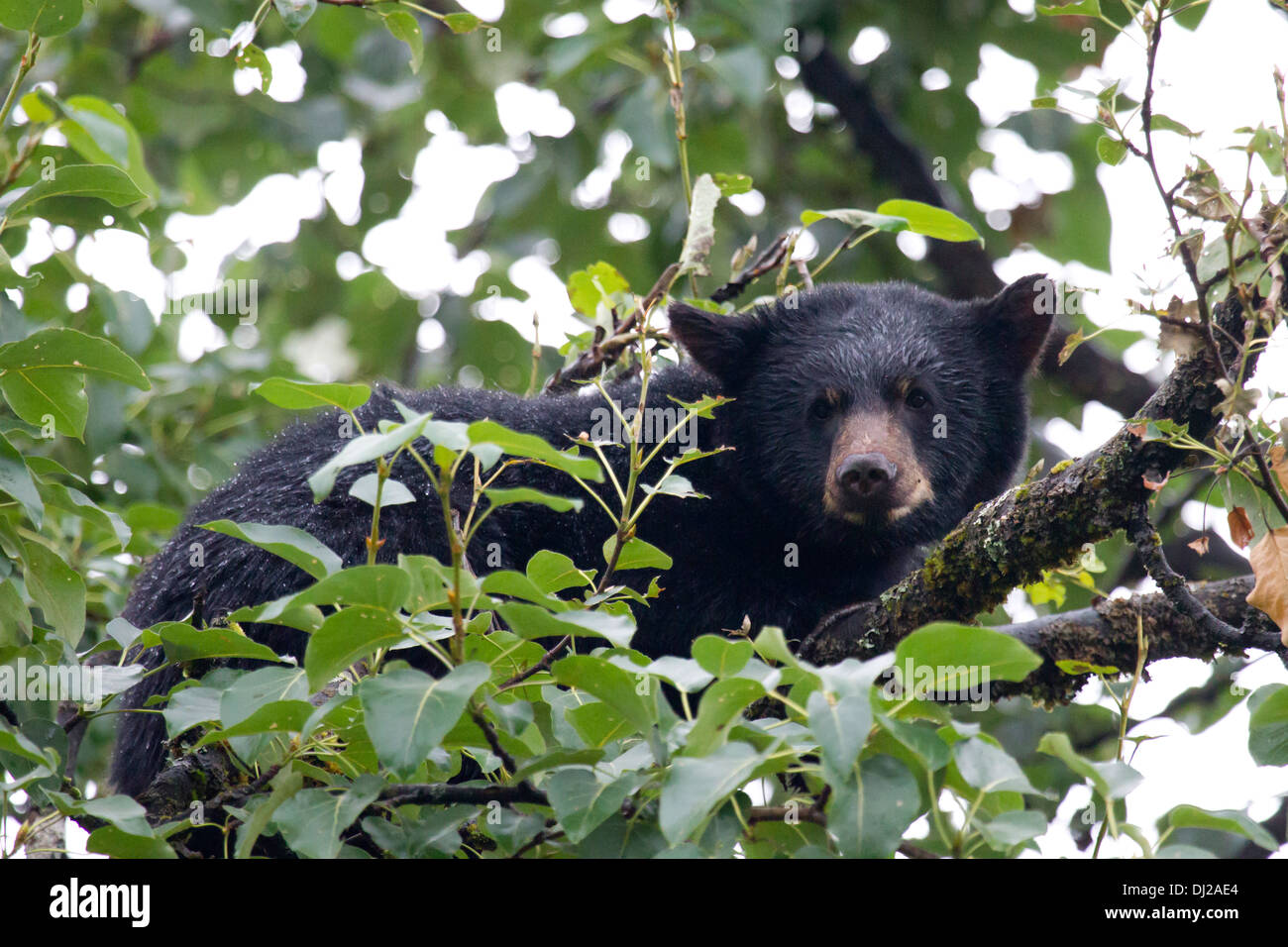 Black Bear Sleeping