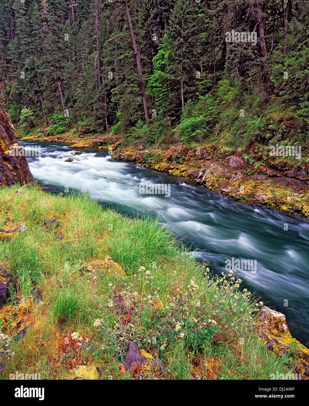 The Wild and Scenic North Umpqua River rushes past the spring greenery in southern Oregon's Douglas County. Stock Photo
