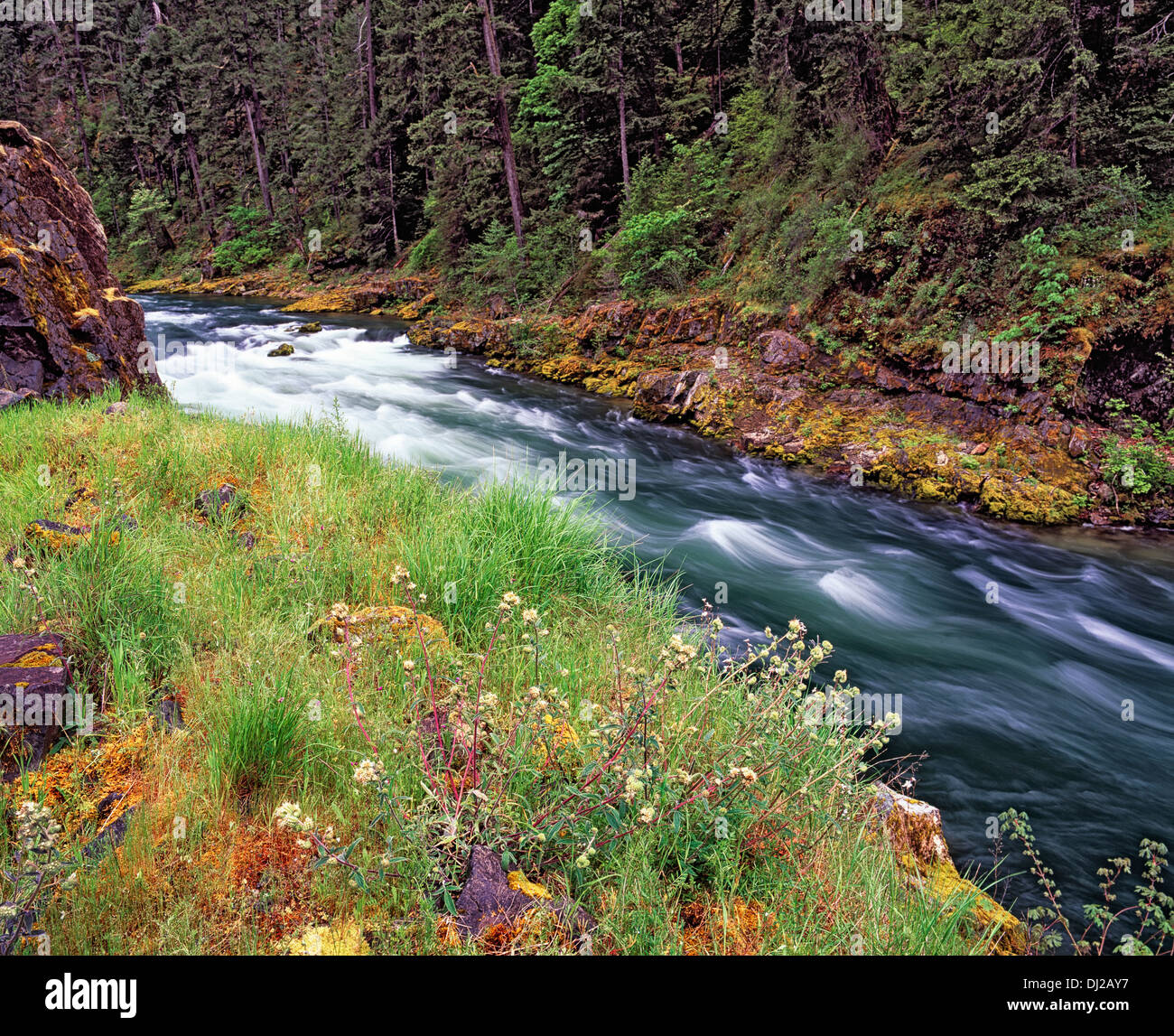 The Wild and Scenic North Umpqua River rushes past the spring greenery in southern Oregon's Douglas County. Stock Photo