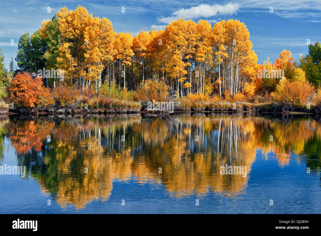 Reflecting grove of autumn gold aspen trees along central Oregon's Deschutes River and the Deschutes National Forest. Stock Photo