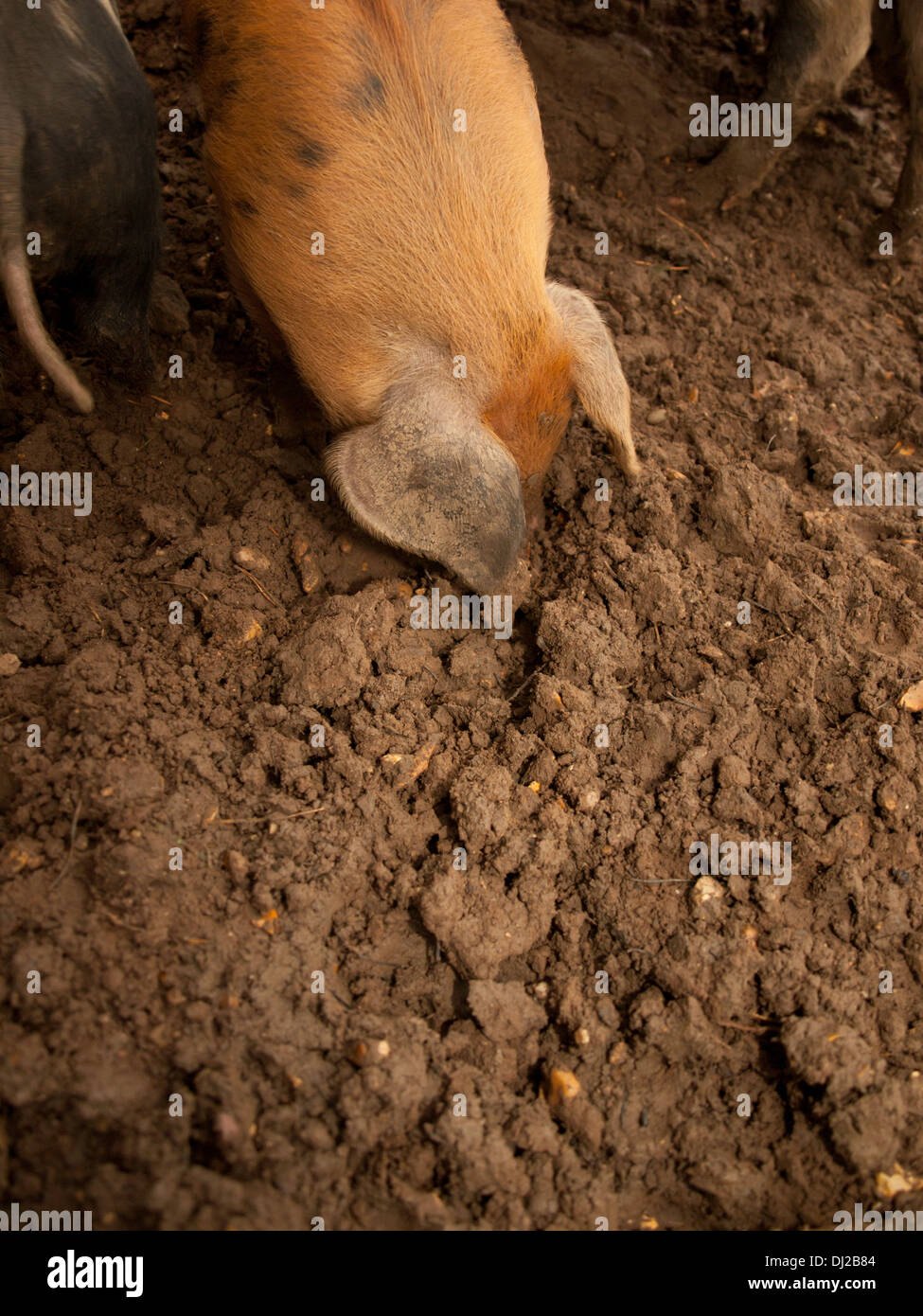 Playing in the mud hires stock photography and images Alamy
