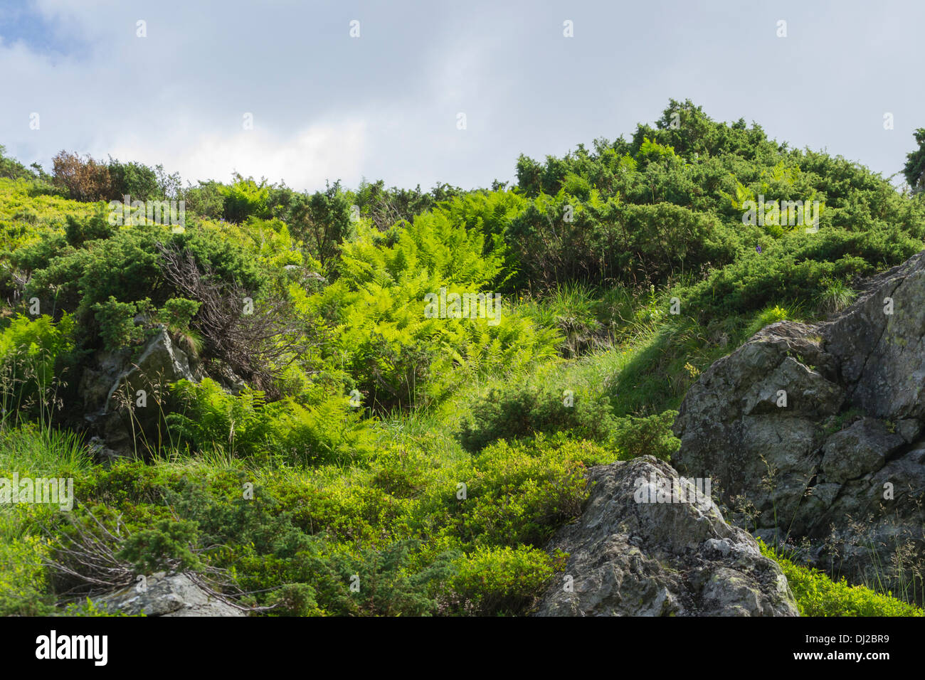 Subalpine vegetation of Fagaras: Vaccinum Myrtillus, Pinus Montana, Alnus Viridis, Salix reticulata and Vaccinium vitis–idaea Stock Photo