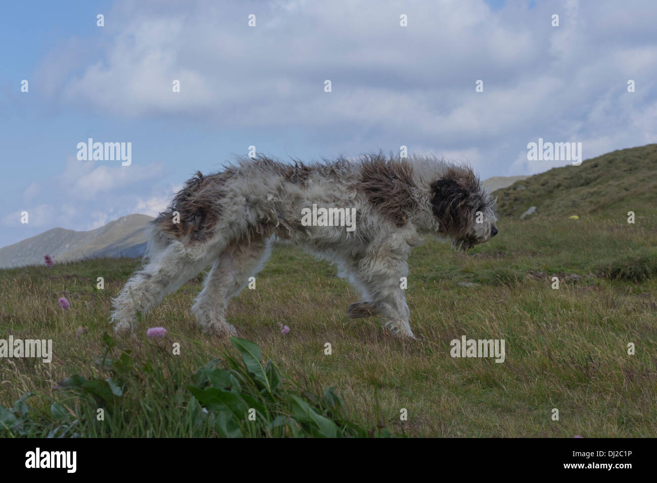 Romanian Mioritic Shepherd Dog Seen At Vistea Camp Stock Photo Alamy