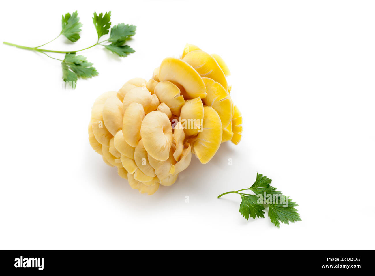 Golden Oyster Mushrooms ( Pleurotus Citrinopileatus) Stock Photo