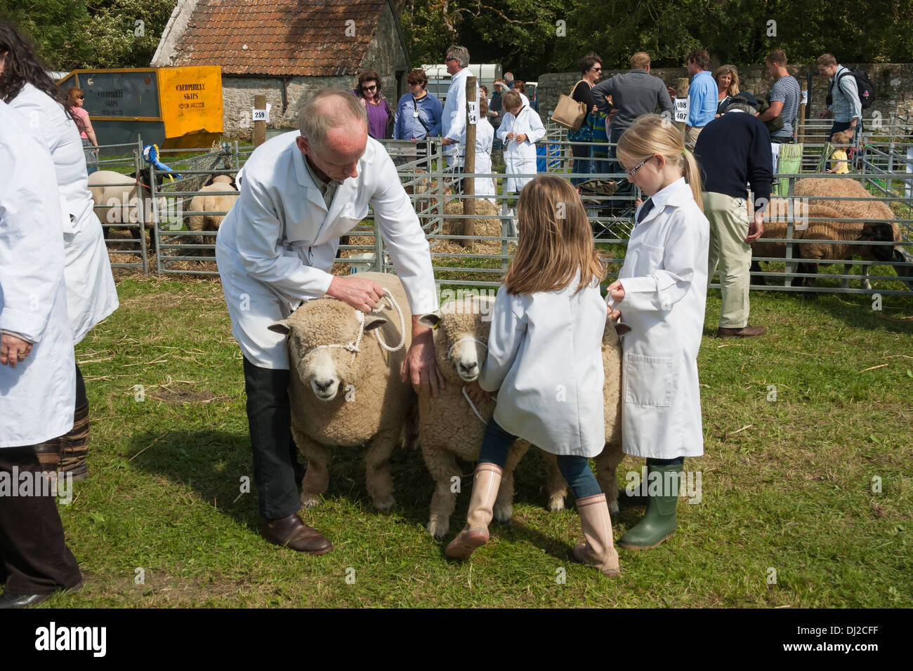 Sheep judging at show Stock Photo