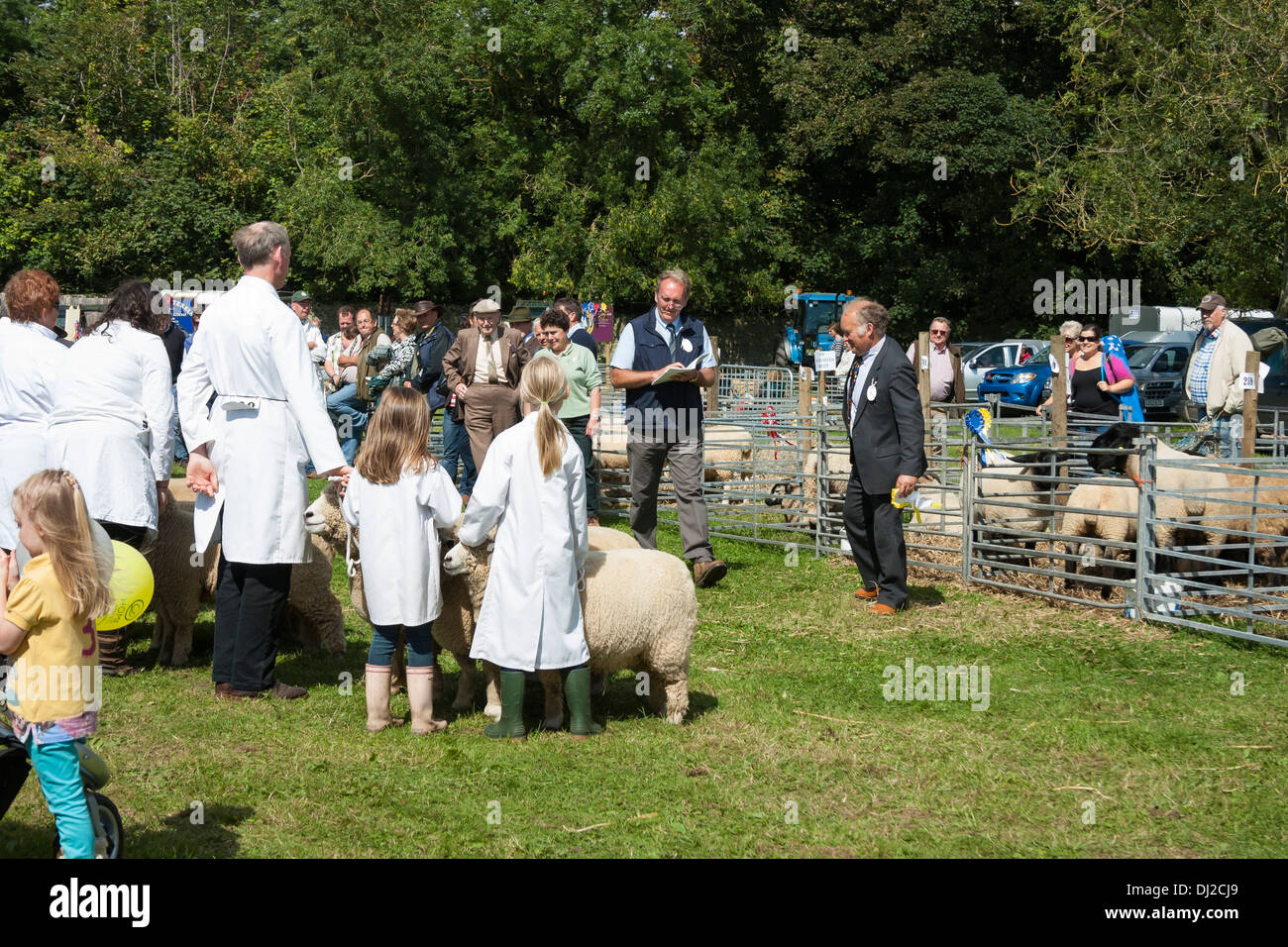 Sheep judging at show Stock Photo - Alamy