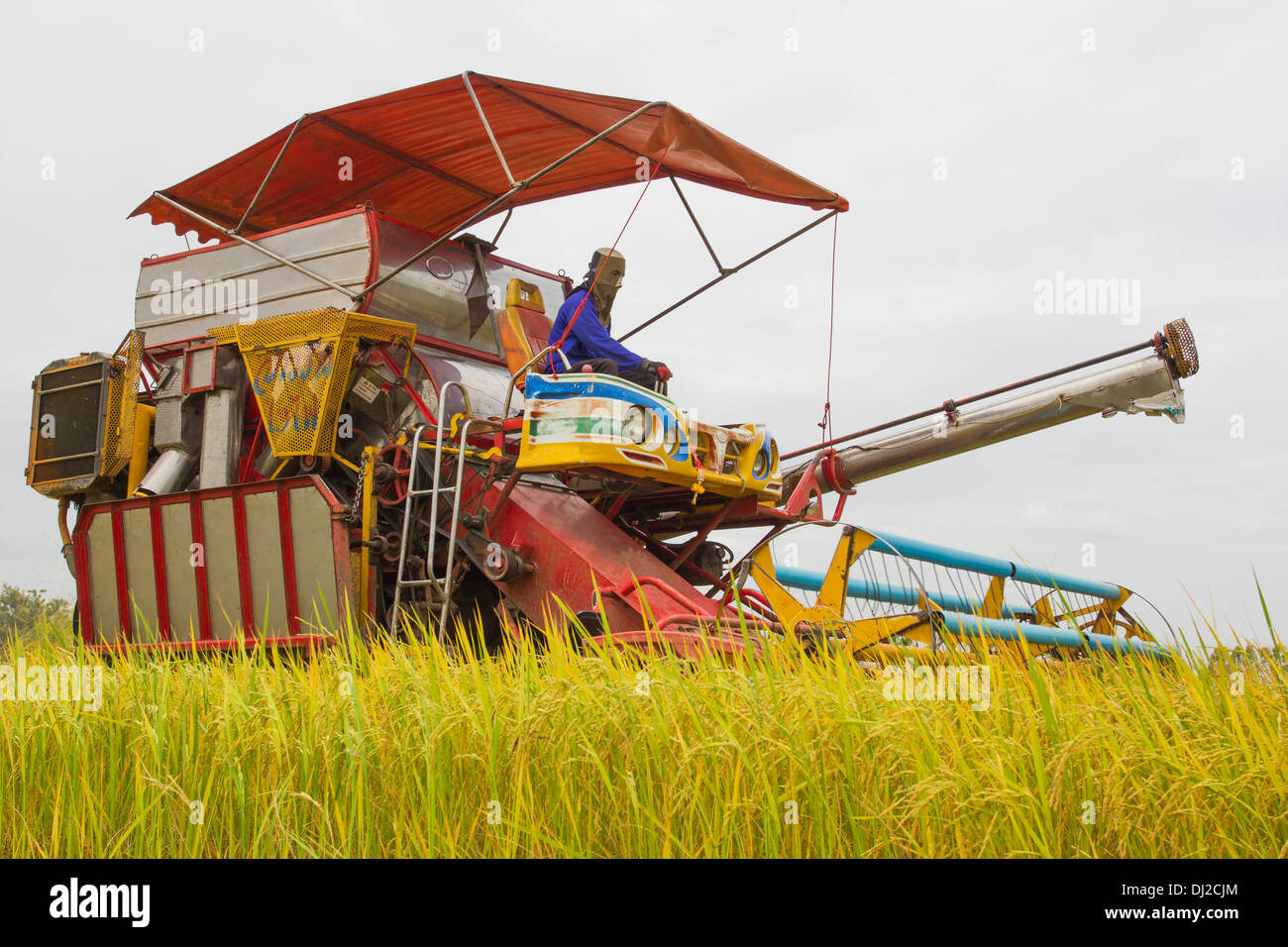 Combine Grain on farm during harvest at rice field Stock Photo