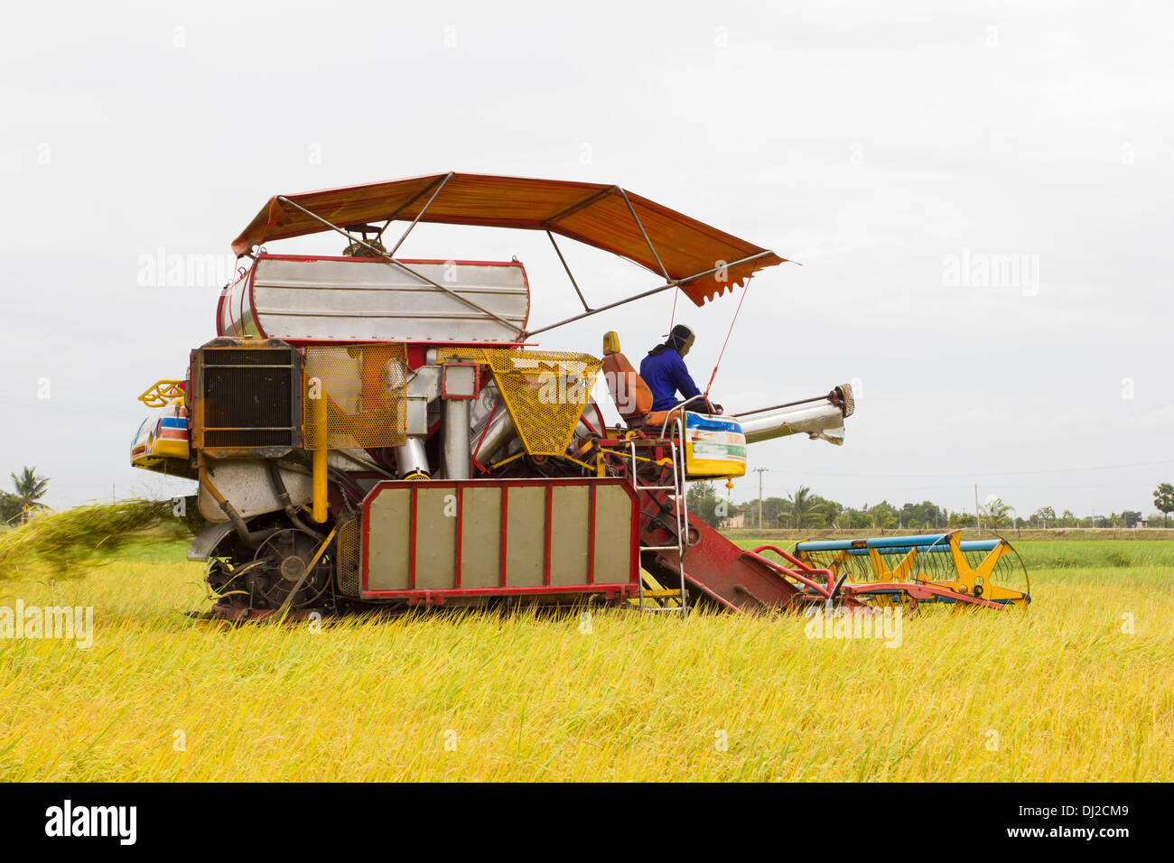 Combine Grain on farm during harvest at rice field Stock Photo