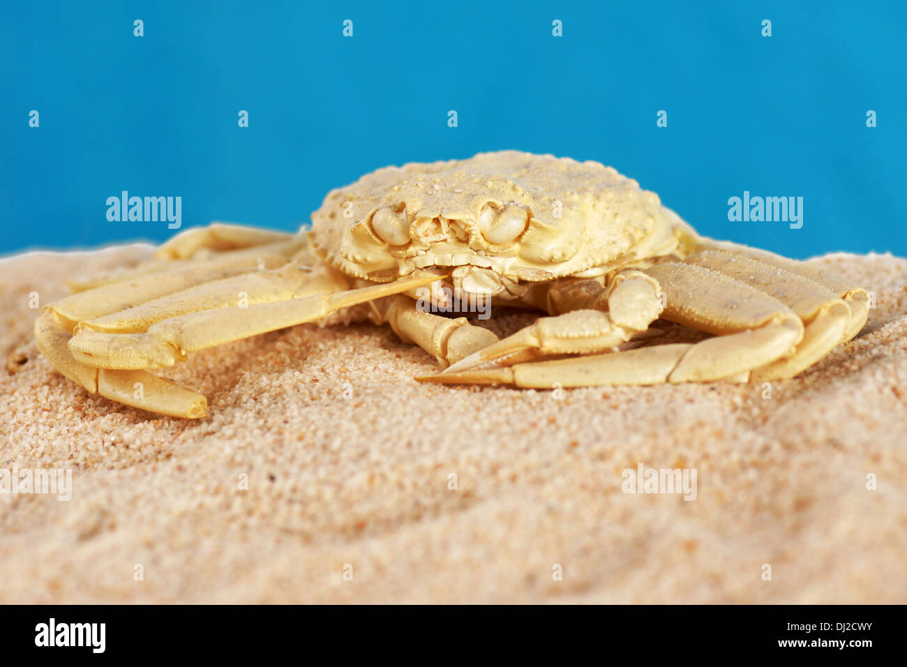 Crab exoskeleton on the sandy beach Stock Photo