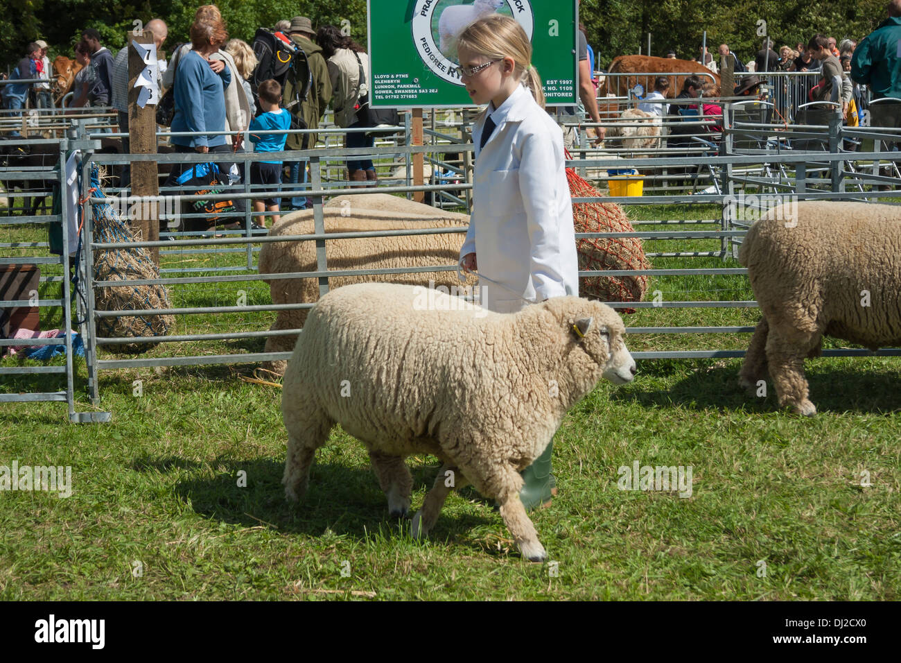 Sheep judging at show Stock Photo - Alamy