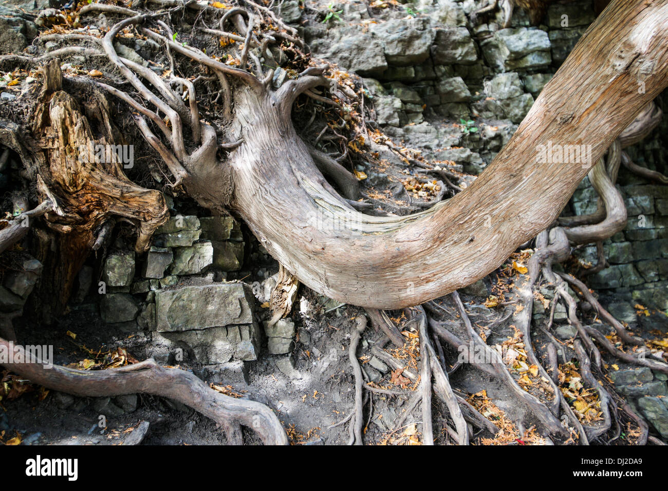 Tree roots growing among cliff rocks Stock Photo - Alamy