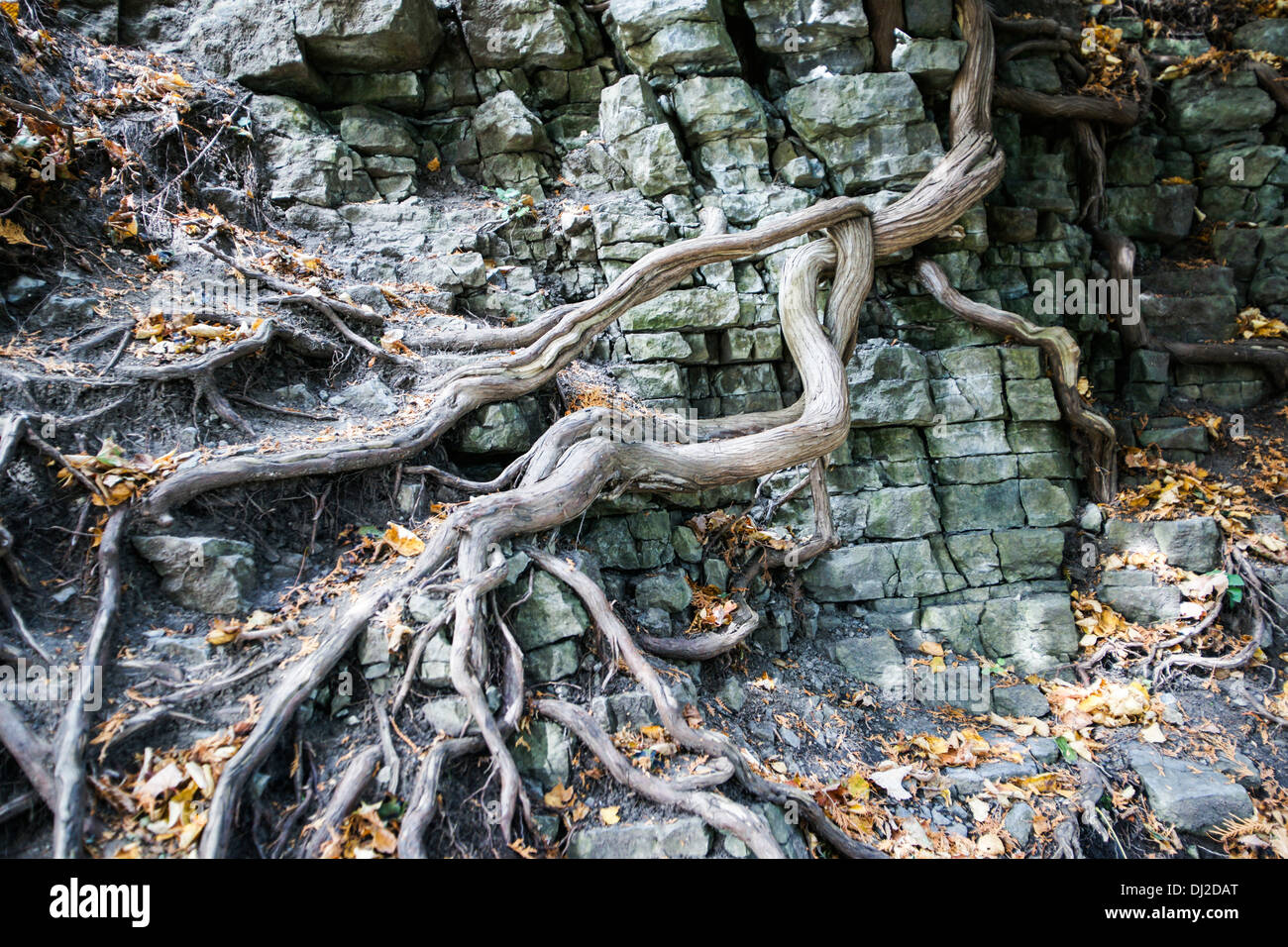 Tree roots growing among cliff rocks Stock Photo - Alamy