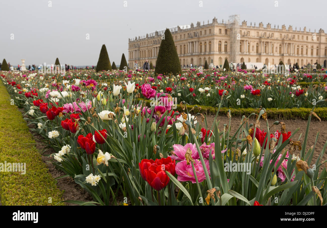 Flowers in the gardens of the palace of Versailles in Paris, France