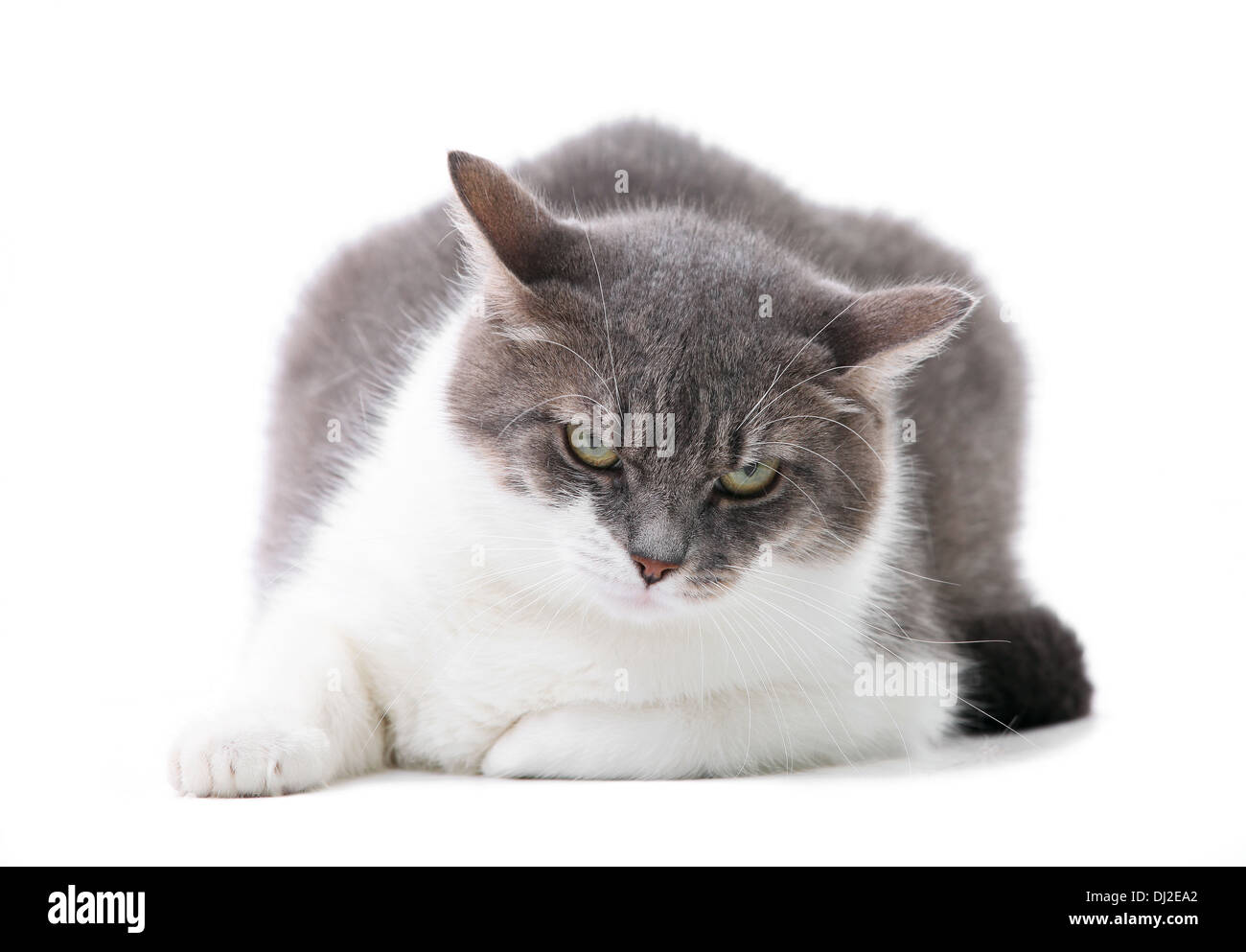 Grey and white cat in the studio Stock Photo