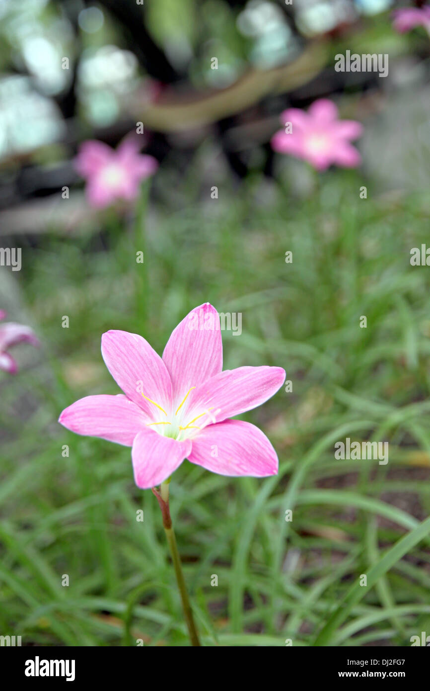 Closeup The Picture Pink flowers in the tropics,Thailand. Stock Photo