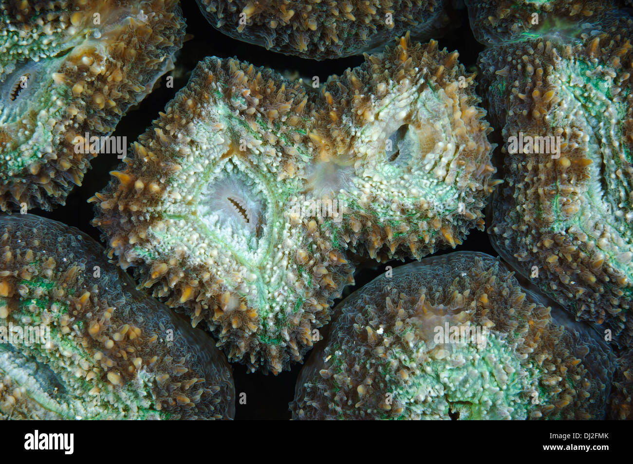 Lobophyllia coral, Maratua, Kalimantan, Indonesia. Stock Photo