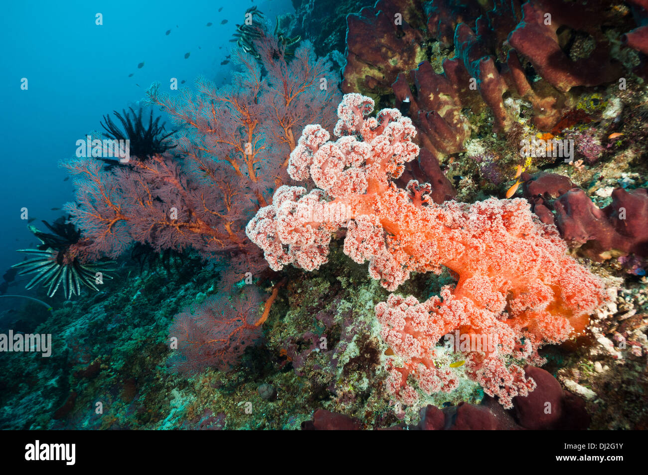 Soft coral, sea fans and sponges growing on a reef wall, Maratua, Kalimantan, Indonesia Stock