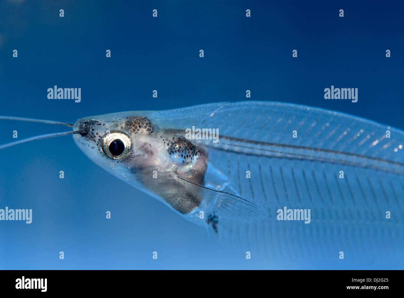 Asian Glass Catfish, Stock Photo