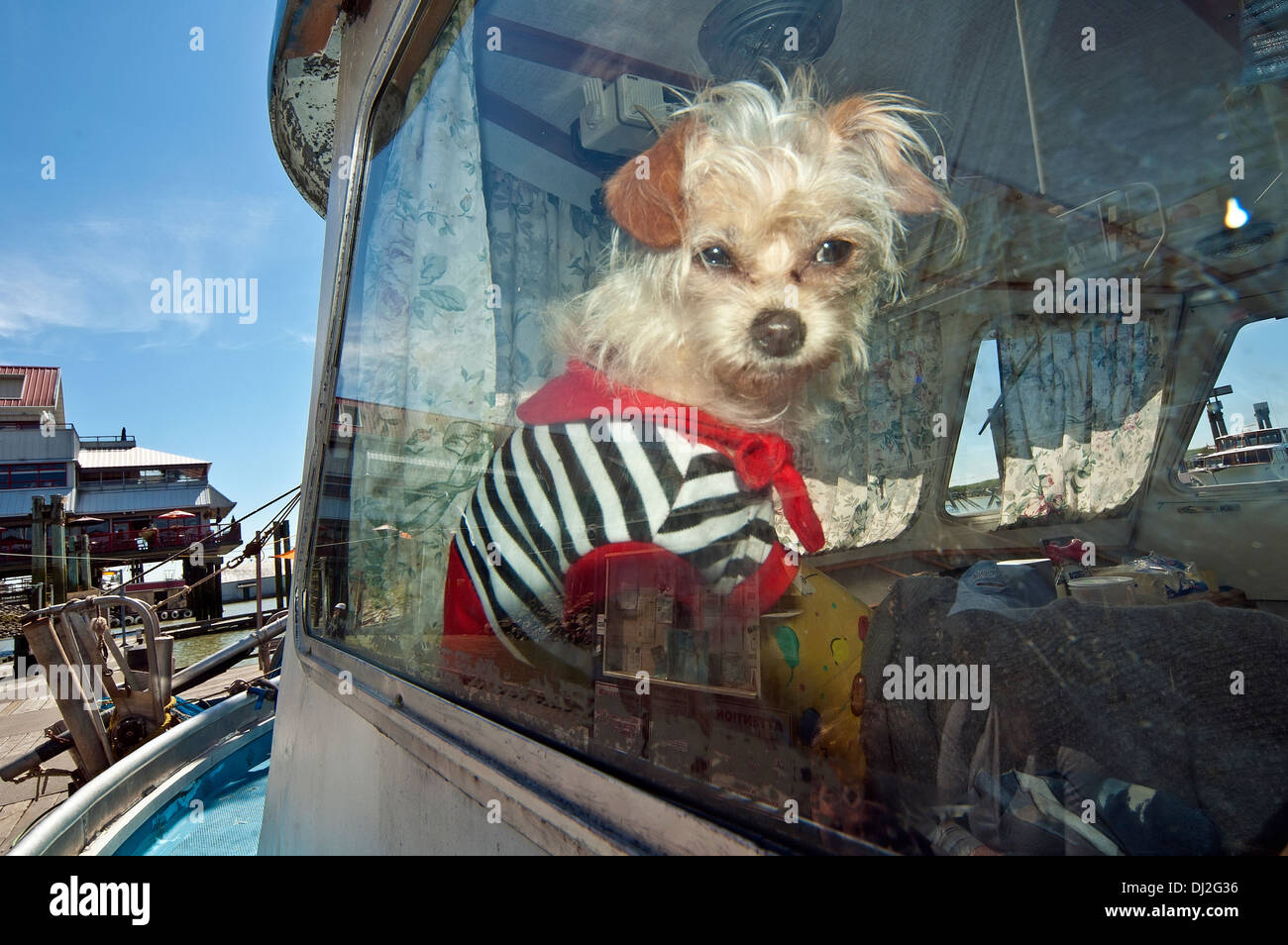 Dog in a boat Stock Photo Alamy