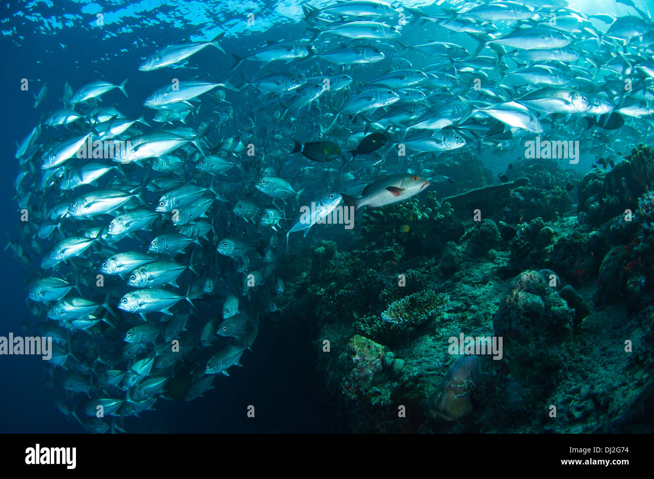 A school of jacks over the edge of the reef, Sipadan, Sabah, Malaysia. Stock Photo