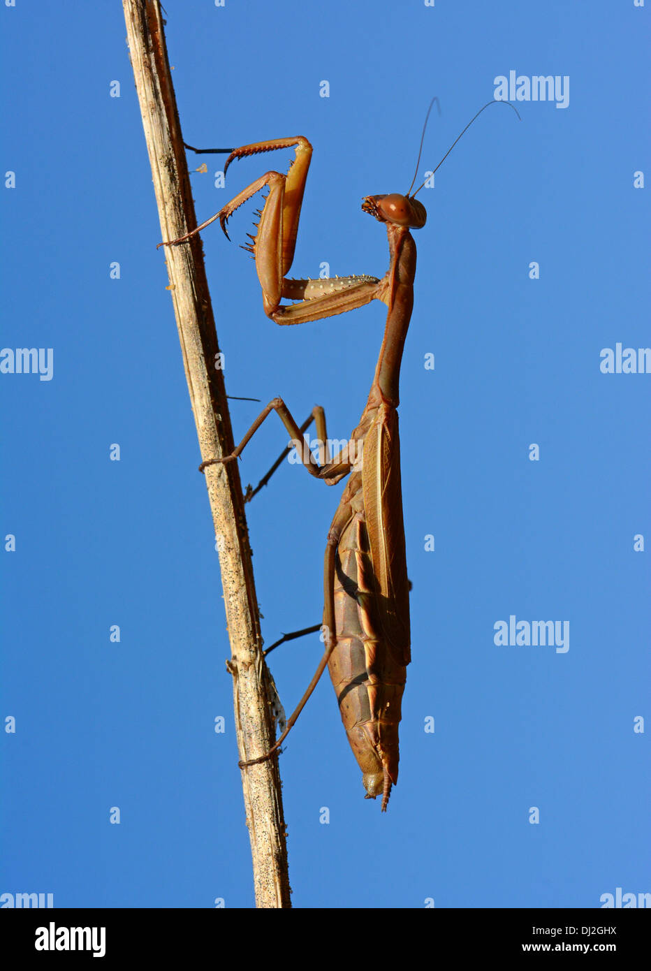 Praying Mantis on dry stem Stock Photo Alamy