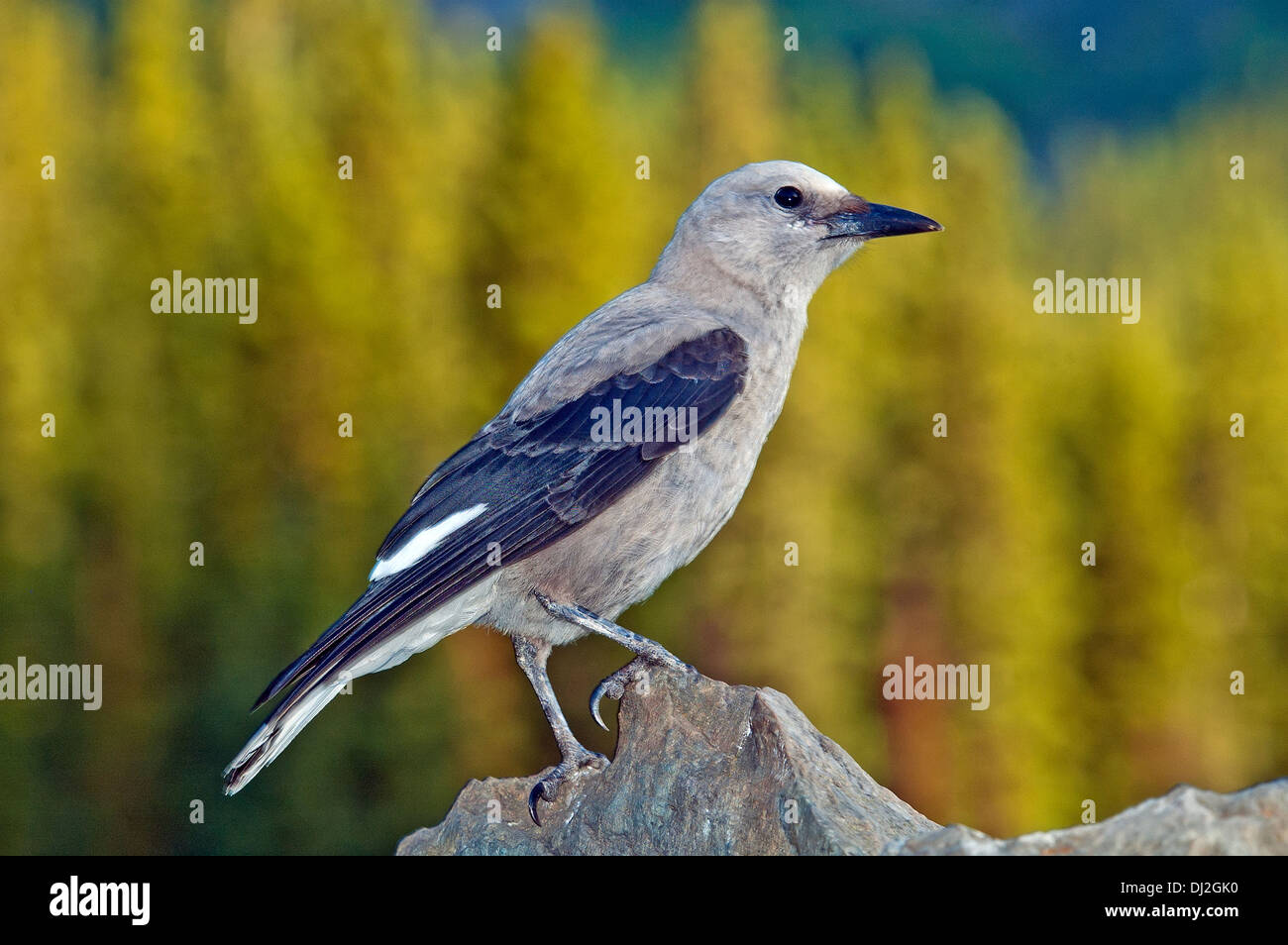 Clark's nutcracker hires stock photography and images Alamy