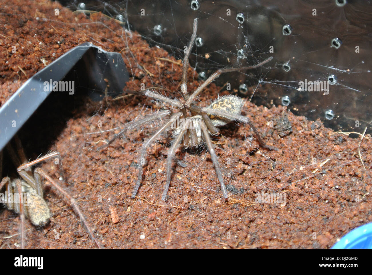 male and female house spiders mated and living on the same web Stock Photo