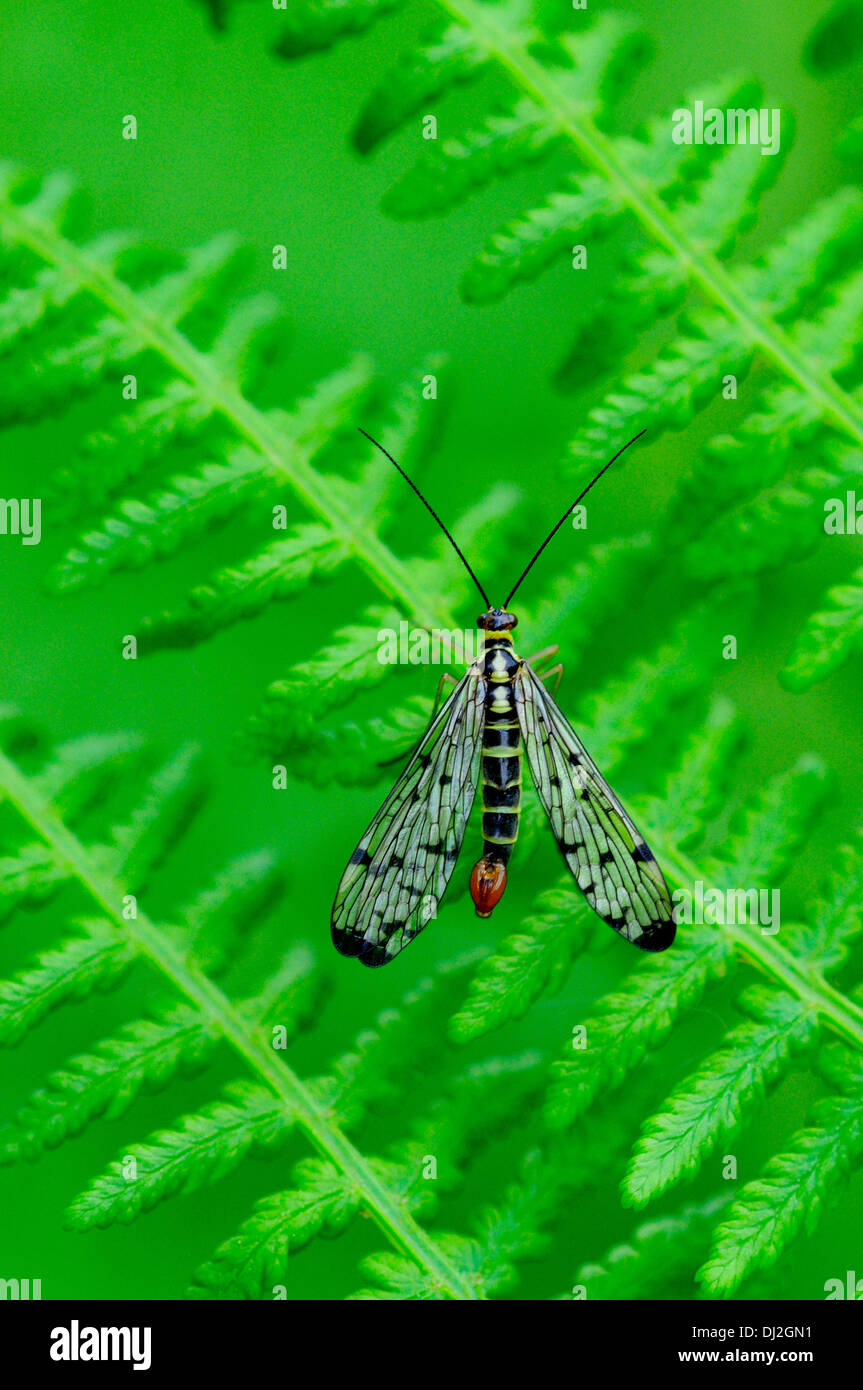 Scorpion fly on green ferns UK Stock Photo