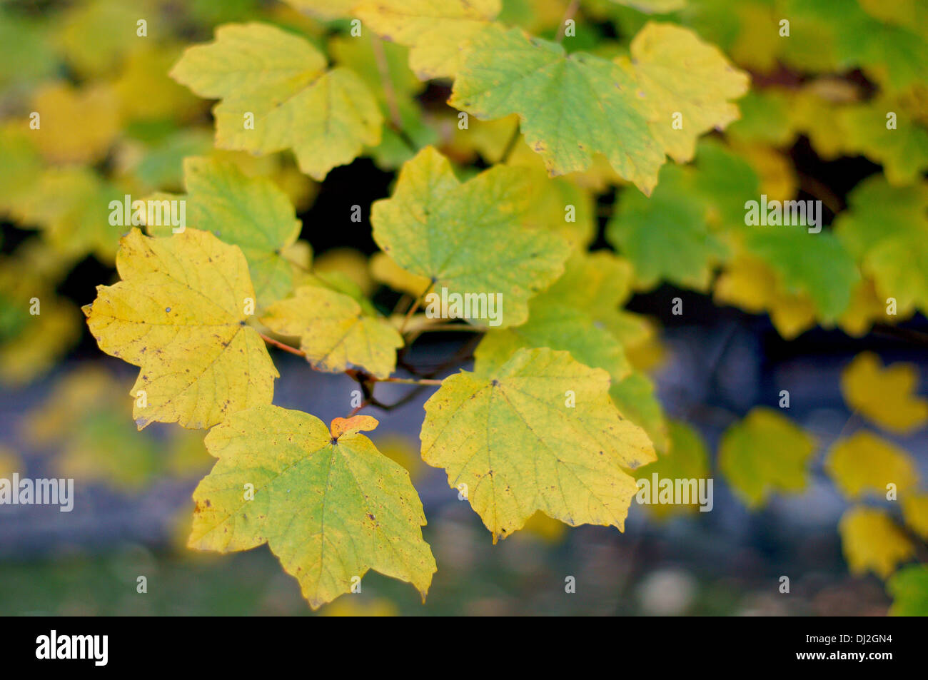 Italian maple yellow green autumn leaves Acer opalus obtusatum Stock Photo